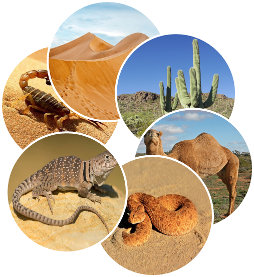 نظام بيئي في الصحراء نظام بيئي في الصحراء